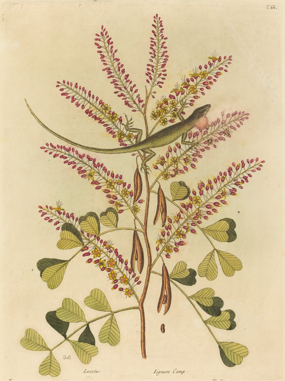 牙买加绿蜥蜴（Lacerta bullaris） 作者 马克·凯茨比
