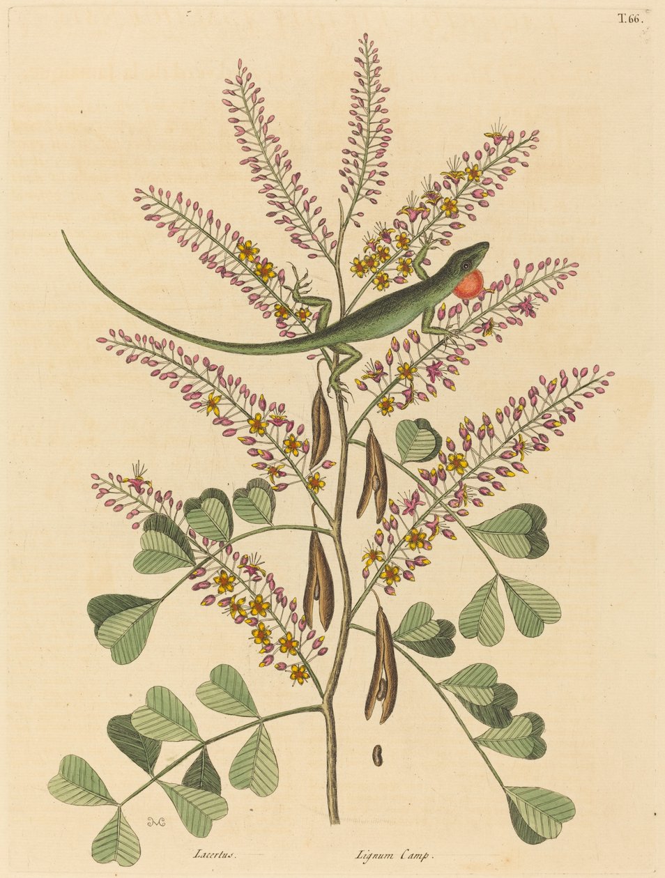 牙买加绿蜥蜴（Lacerta bullaris） 作者 马克·凯茨比