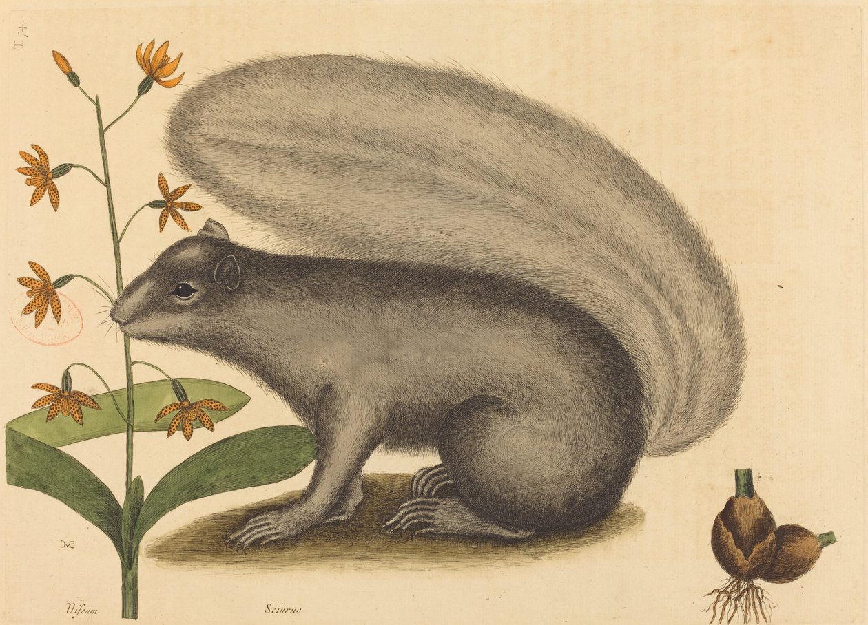 灰狐松鼠（Sciurus cinereus） 作者 马克·凯茨比