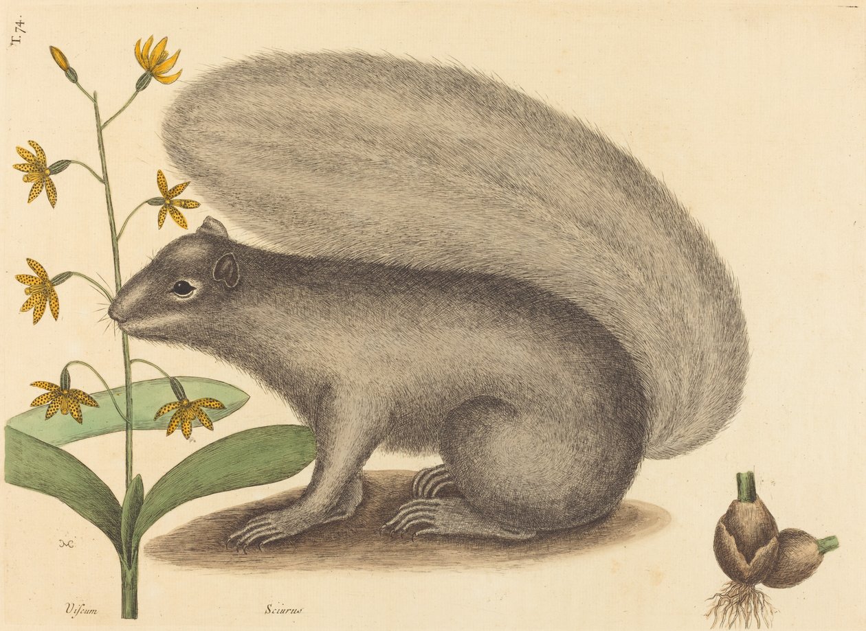 灰狐松鼠 Sciurus cinereus，1731-1743年出版。 作者 马克·凯茨比