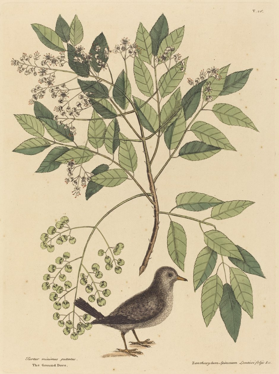 地鸽（Columba passerina）。 作者 马克·凯茨比