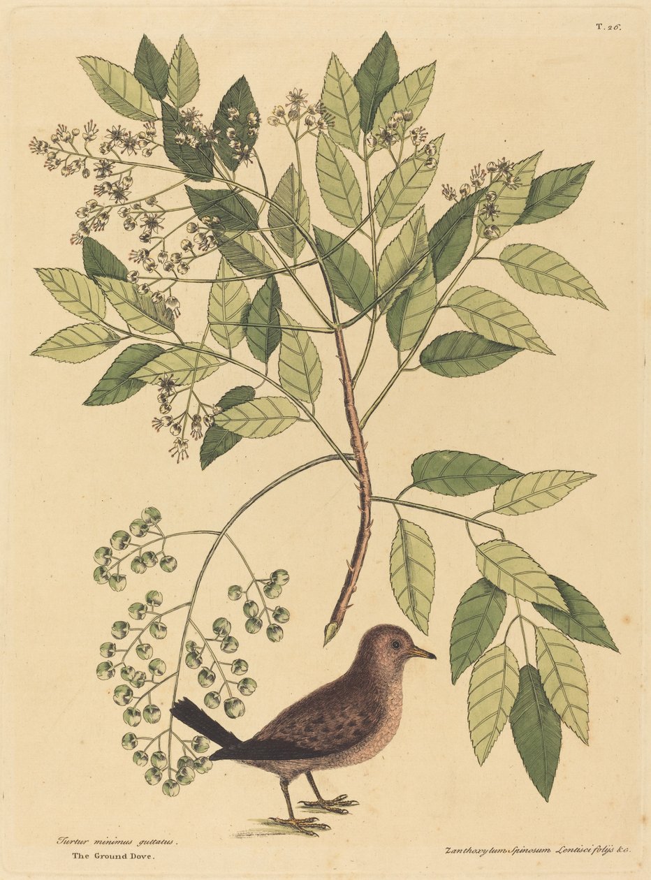 地鸽（Columba passerina） 作者 马克·凯茨比