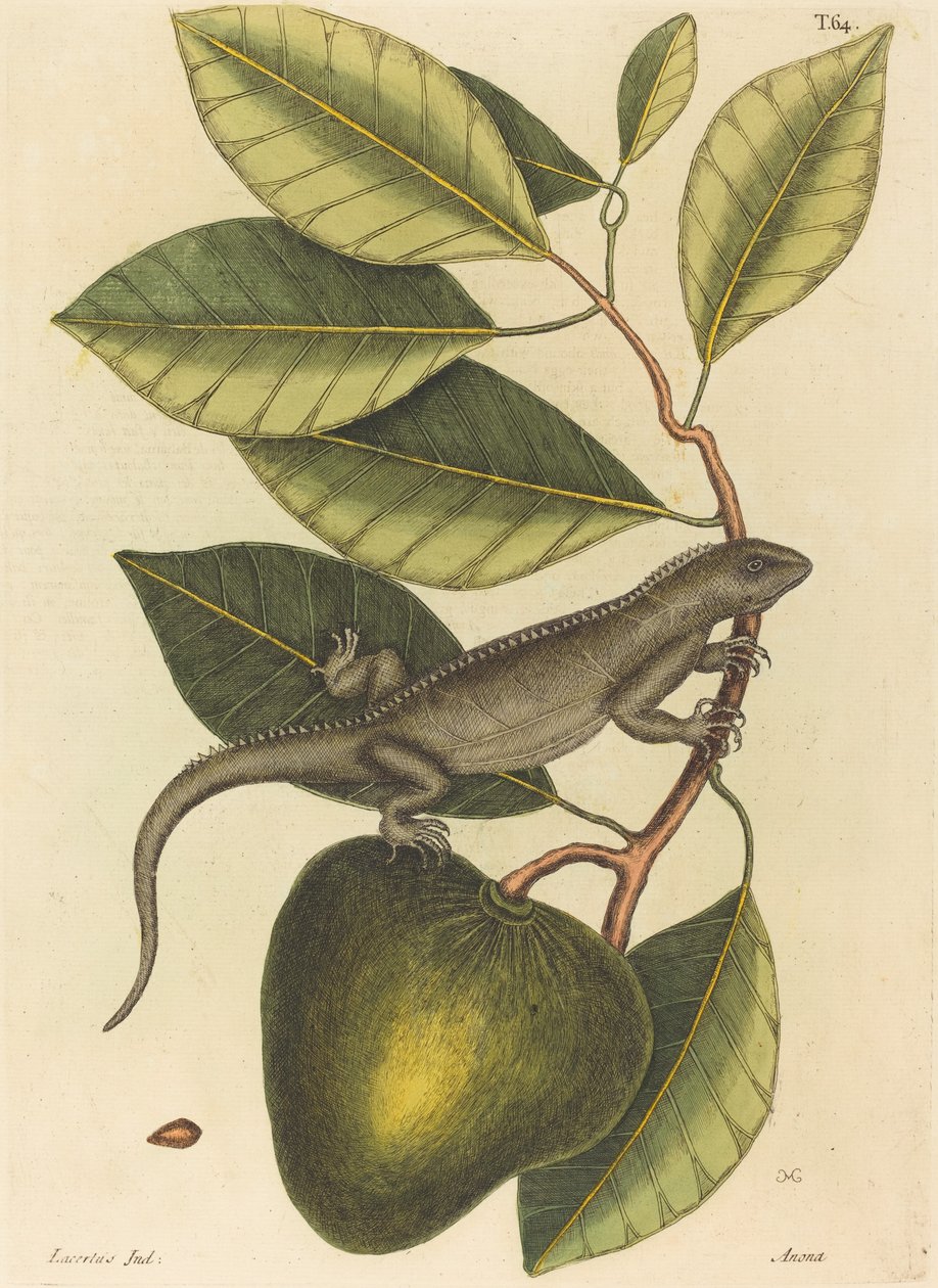鬣狗(Lacerta Iguana) 作者 马克·凯茨比