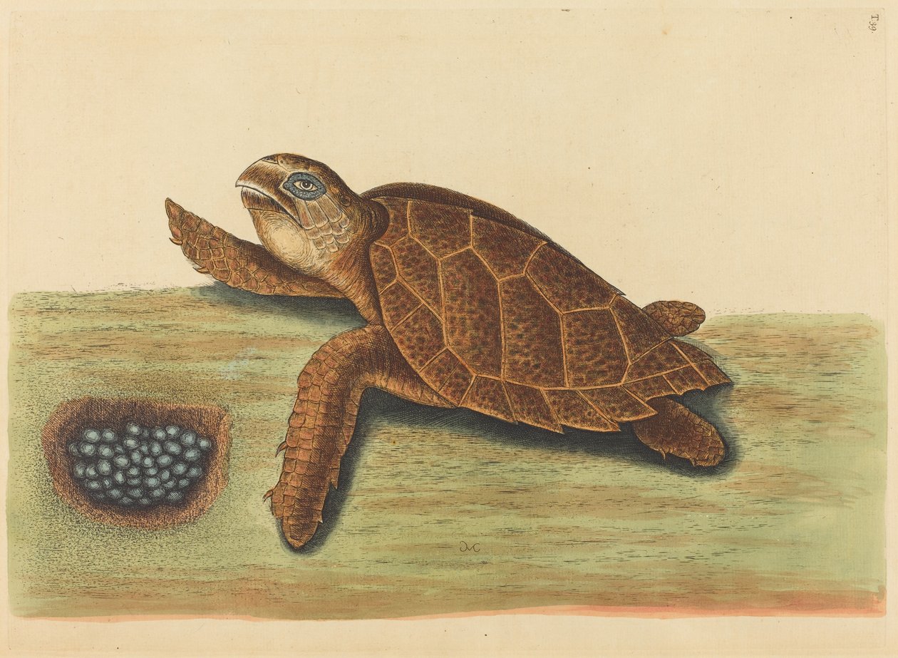 鹰嘴龟 (Testudo caretta) 作者 马克·凯茨比