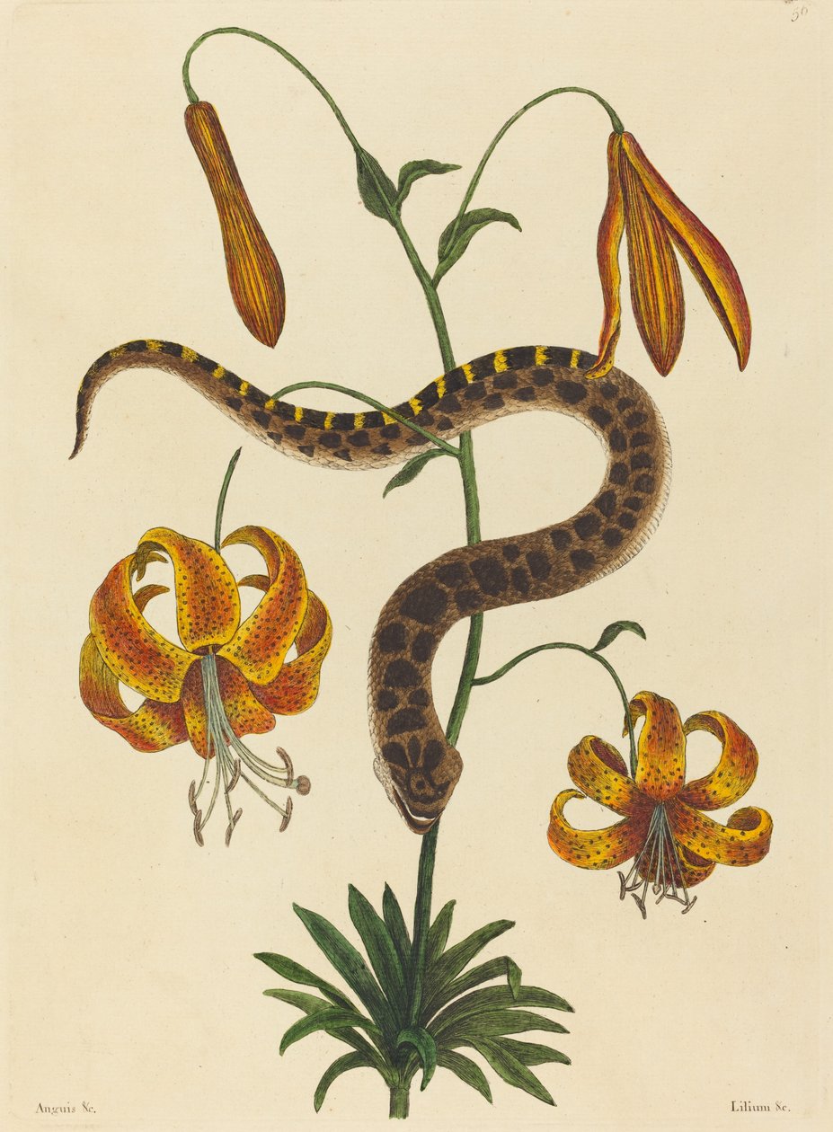 猪鼻蛇Boa contortrix，1731-1743年出版。 作者 马克·凯茨比
