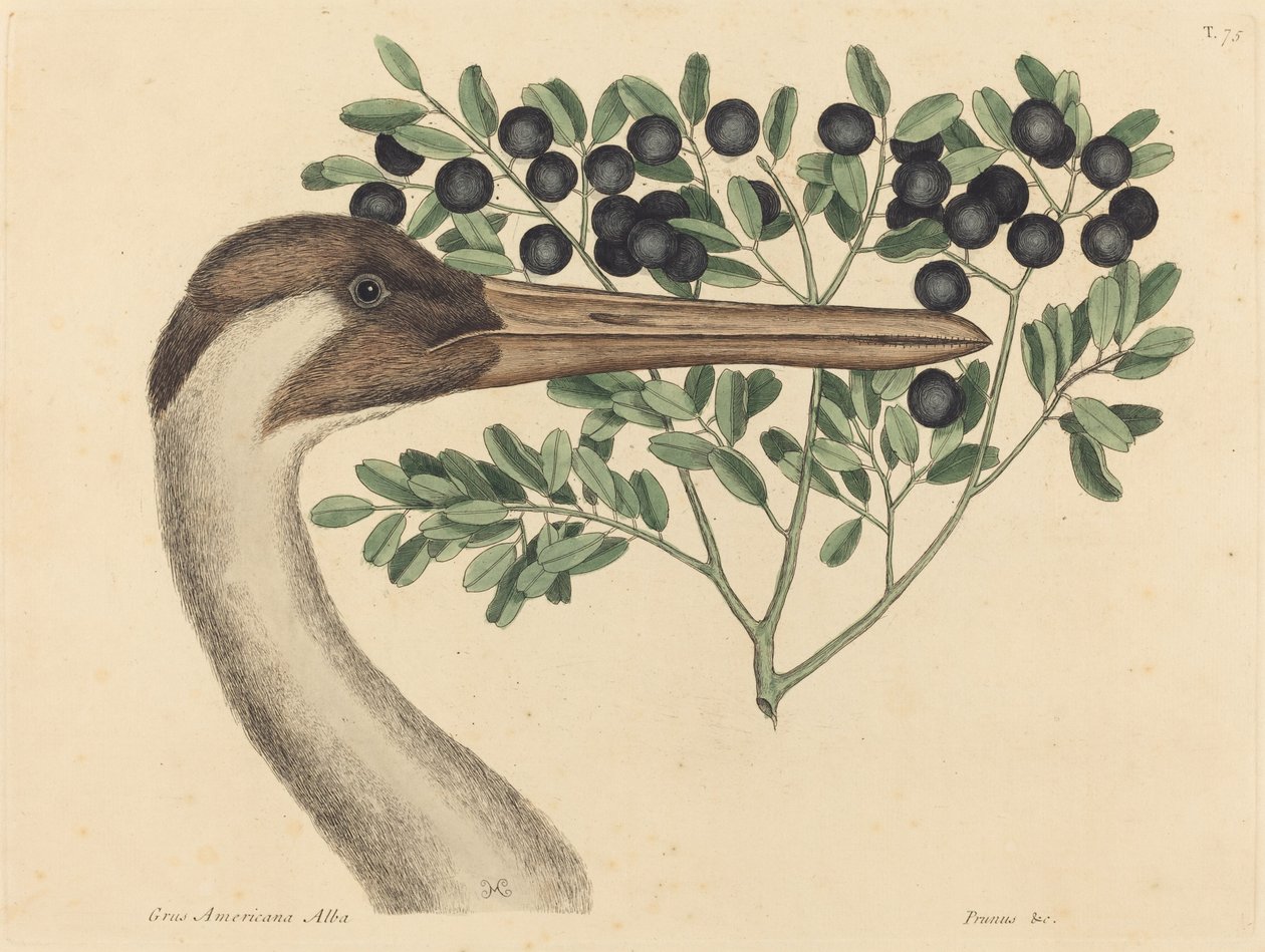 虎皮鹤Ardea Americana》，1731-1743年出版。 作者 马克·凯茨比