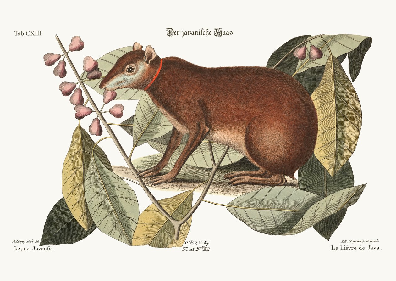 Java Hare，1749-73 作者 马克·凯茨比