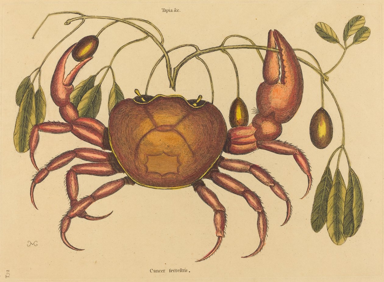 陆蟹Cancer ruricola，1731-1743年出版。 作者 马克·凯茨比