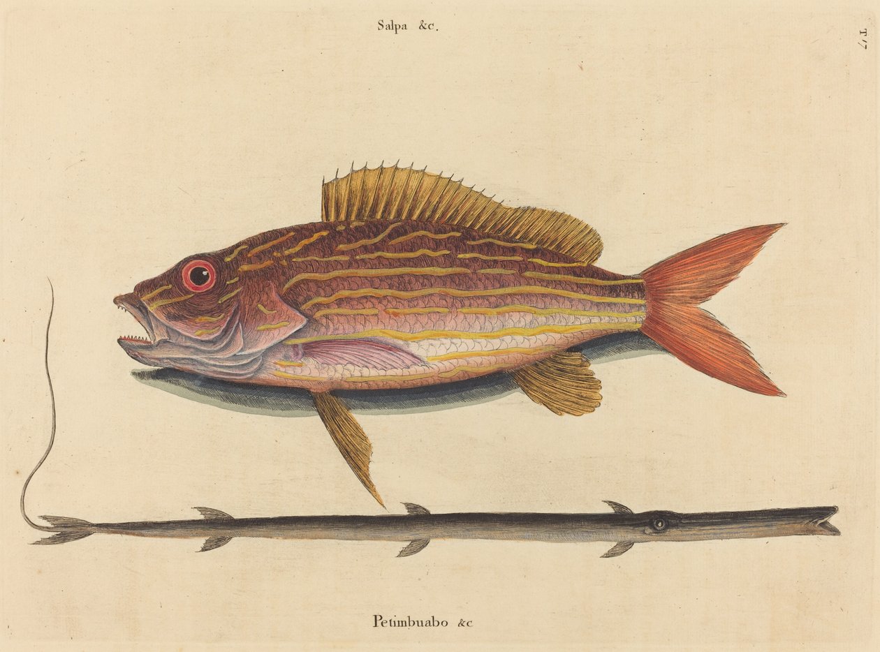 巷子里的鲷鱼Sparus synagris，1731-1743年出版。 作者 马克·凯茨比