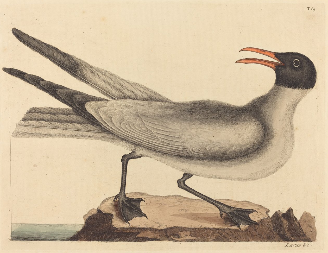 The Laughing Gull Larus articilla, published 1731-1743. 作者 马克·凯茨比