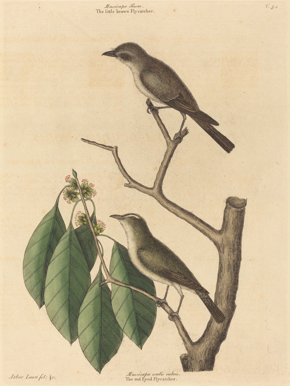 小布朗飞鸟》，1731-1743年出版。 作者 马克·凯茨比