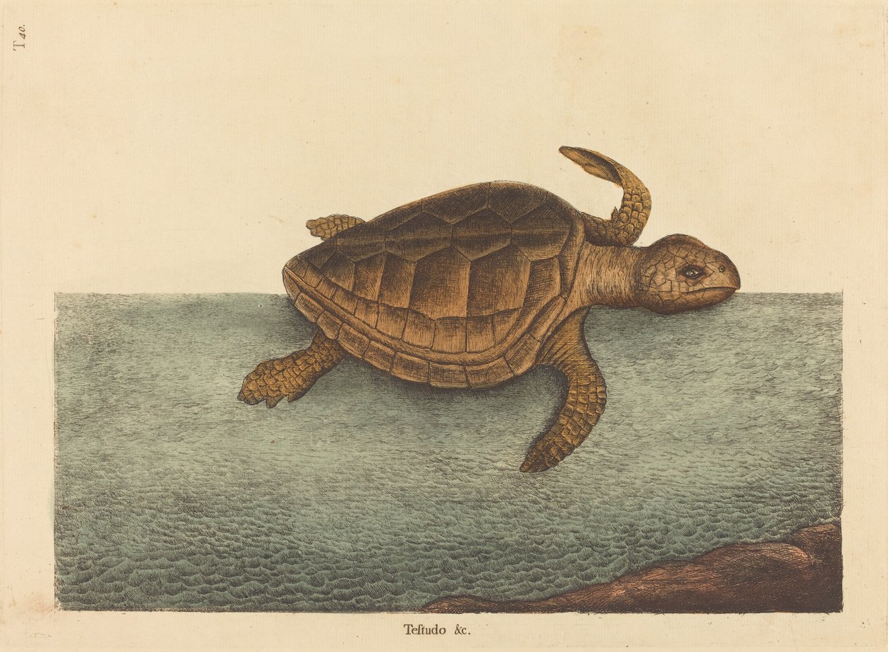 蠵龟 (Testudo Cavanna) 作者 马克·凯茨比