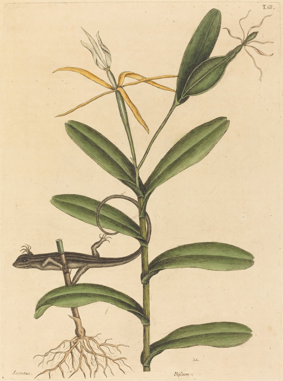里昂蜥蜴（Lacerta 6-lineata）。 作者 马克·凯茨比