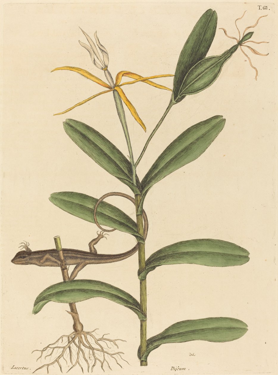 里昂蜥蜴（Lacerta 6-lineata） 作者 马克·凯茨比