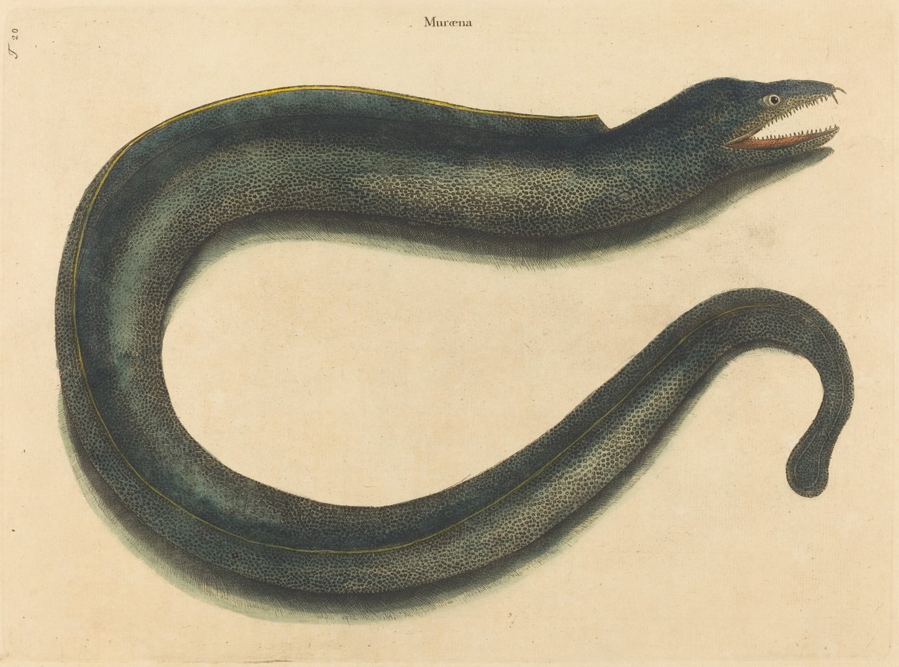 Muray Muraena helena》，1731-1743年出版。 作者 马克·凯茨比