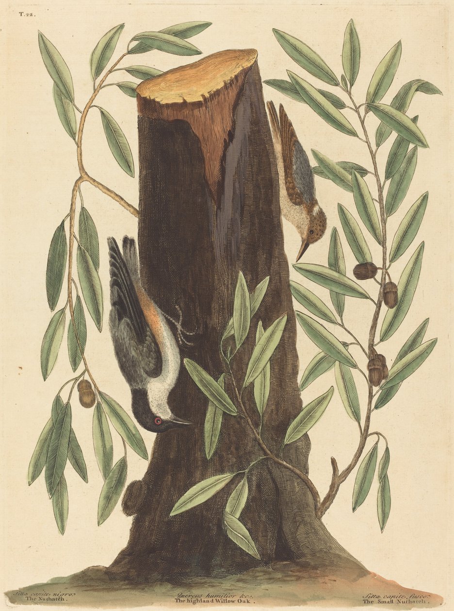 鹦鹉Sitta Europaea》，1754年出版。 作者 马克·凯茨比