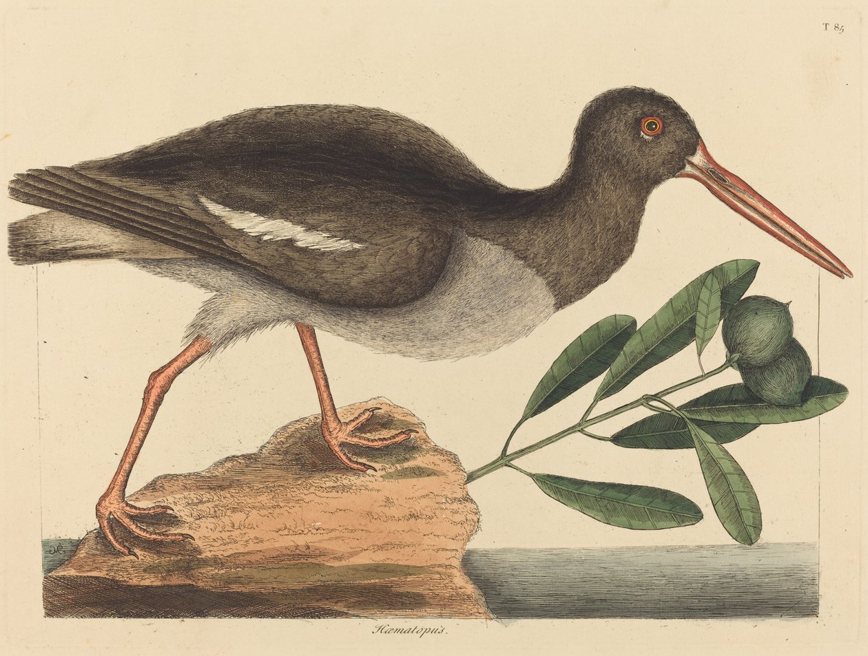 牡蛎捕手（Hoematopus ostralegus） 作者 马克·凯茨比