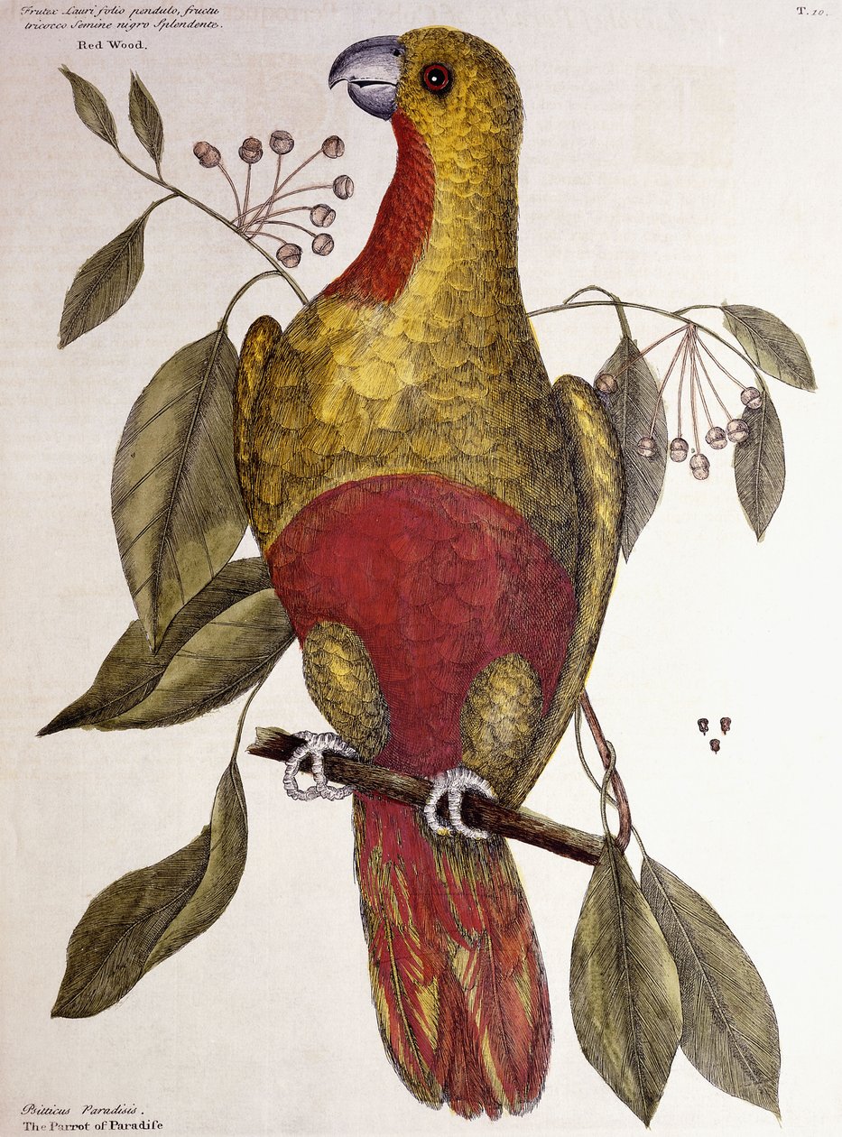 天堂鹦鹉，1771年 作者 马克·凯茨比