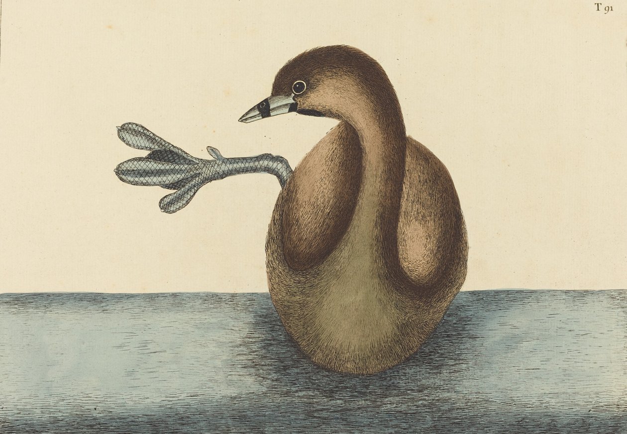 鹡鸰鸟Colymbus podiceps，1731-1743年出版。 作者 马克·凯茨比