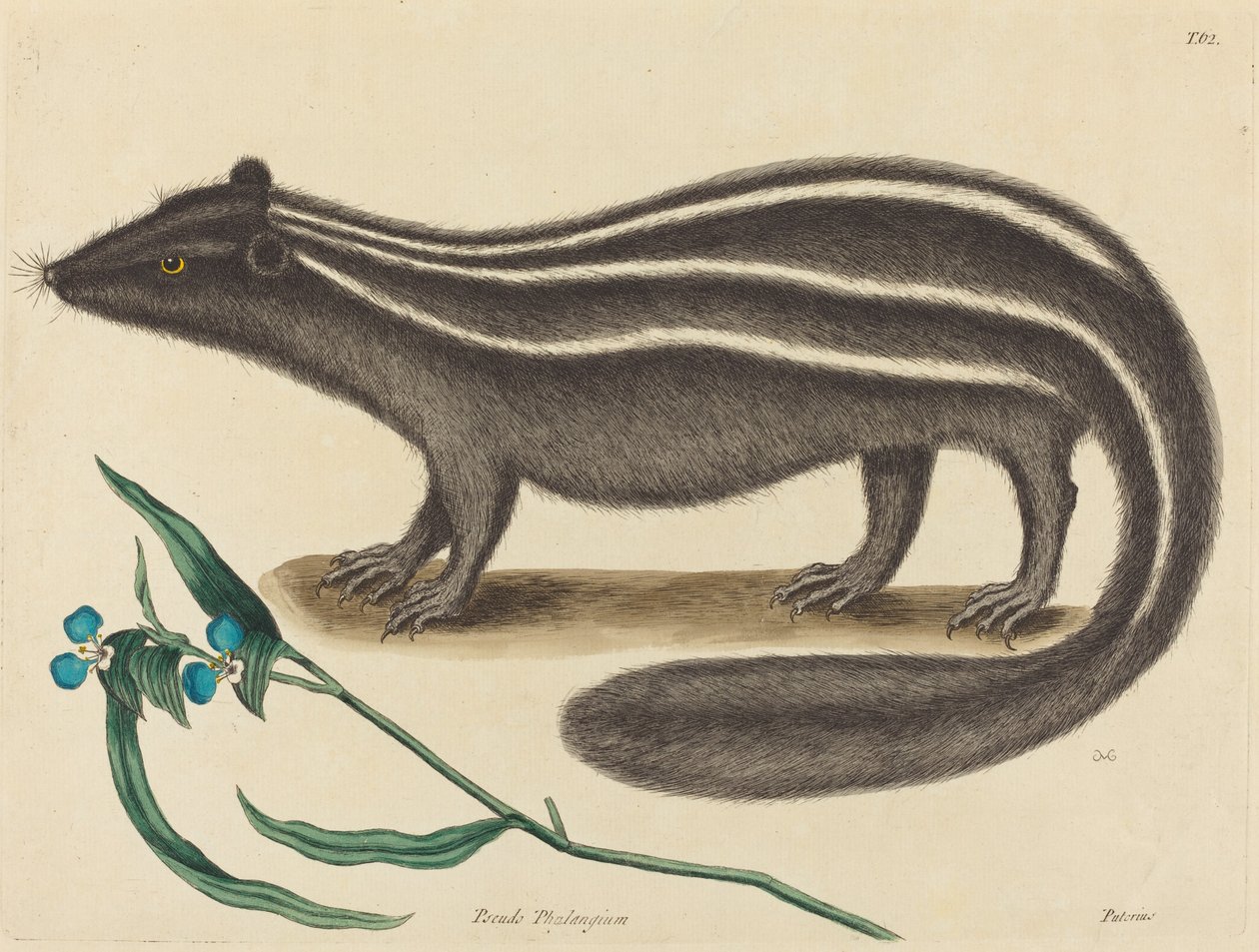 极地猫Viverra putorius，1731-1743年出版。 作者 马克·凯茨比