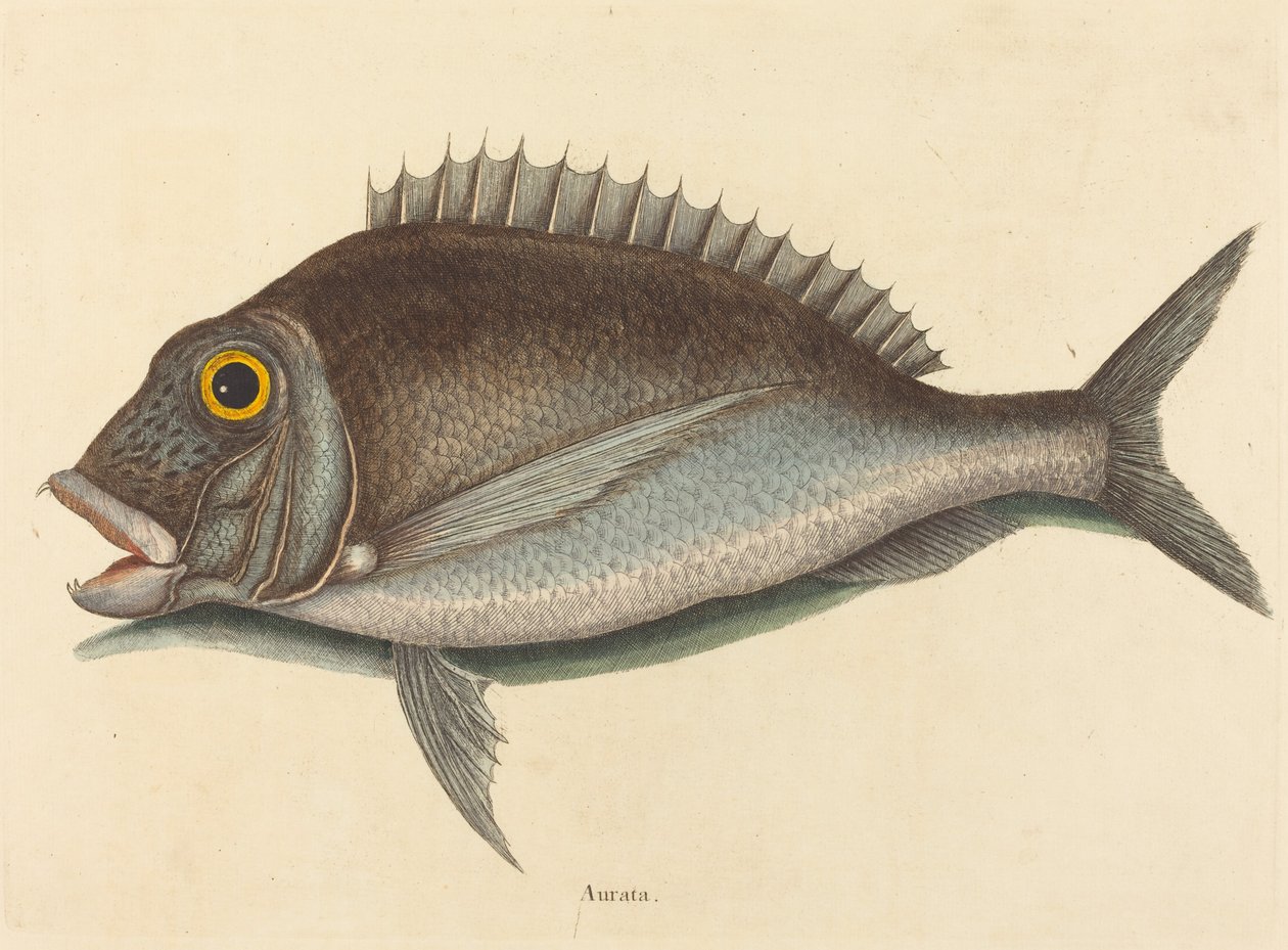 鲈鱼Sparus chrysops，1754年出版。 作者 马克·凯茨比