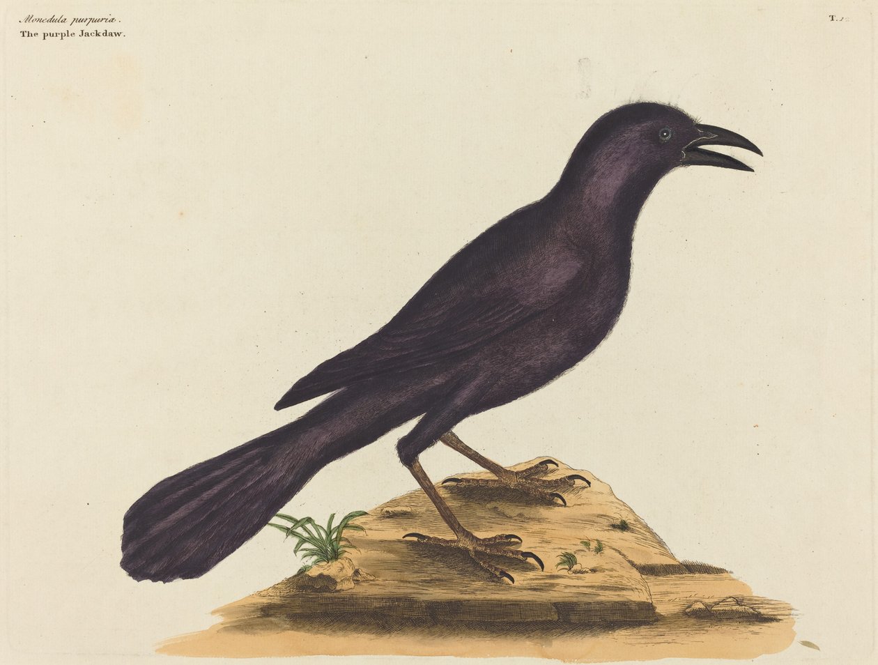 紫色的Jack Daw（Gracula Quiscula）。 作者 马克·凯茨比