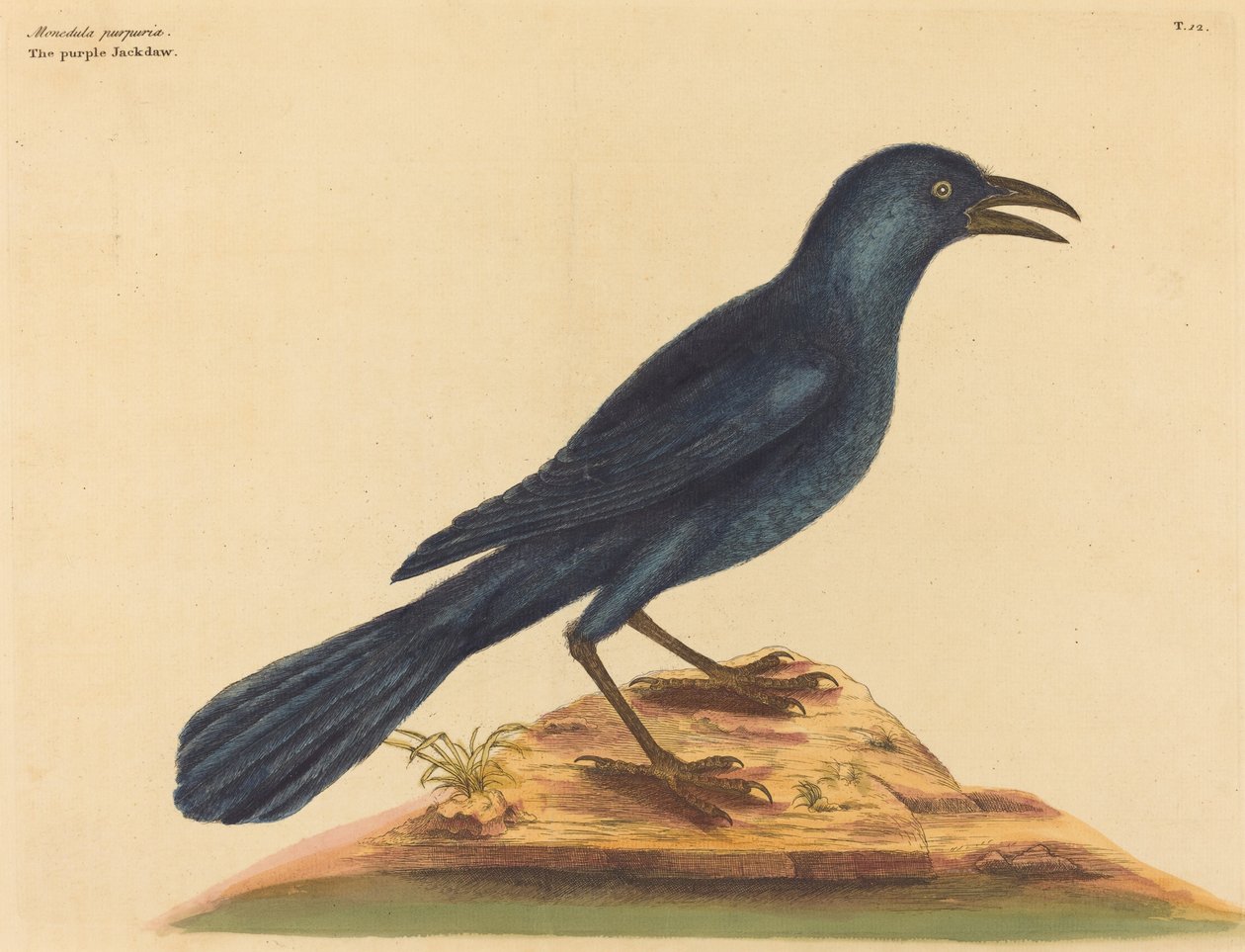 紫色杰克道Gracula Quiscula，1731-1743年出版。 作者 马克·凯茨比