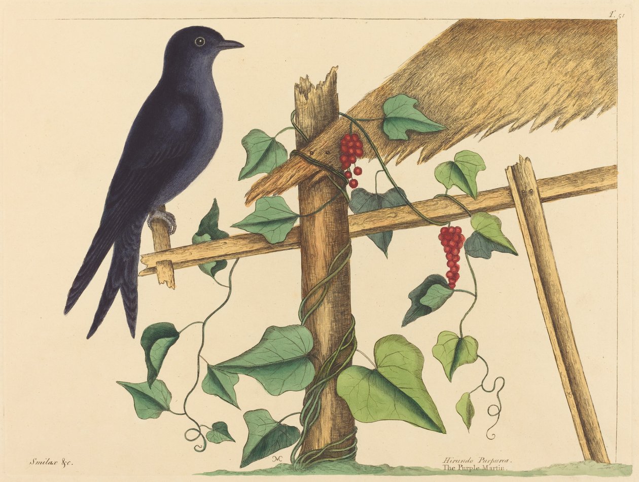 紫马丁（Hirundo purpurea）。 作者 马克·凯茨比