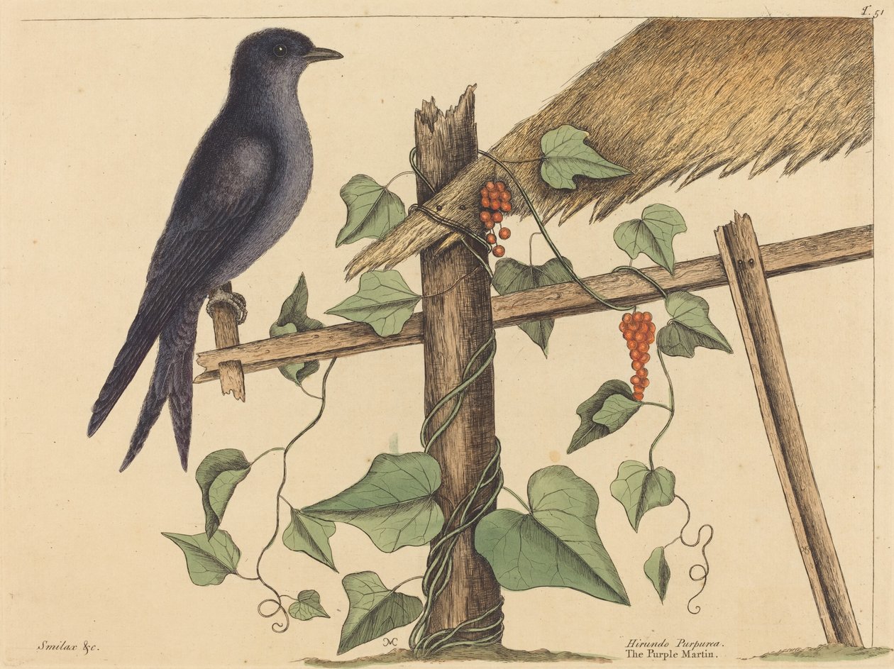 紫马丁（Hirundo purpurea） 作者 马克·凯茨比