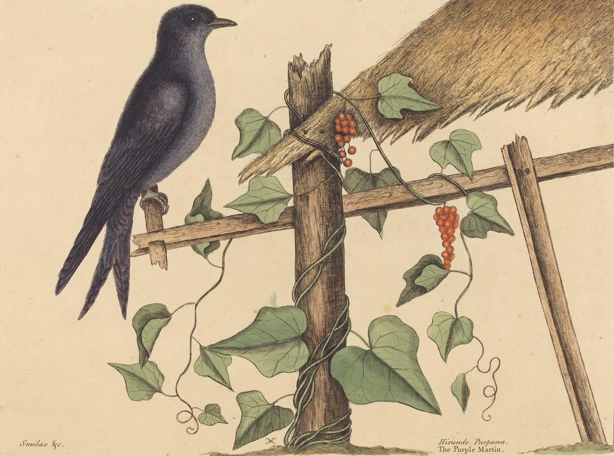 紫色马丁Hirundo purpurea》，1731-1743年出版。 作者 马克·凯茨比