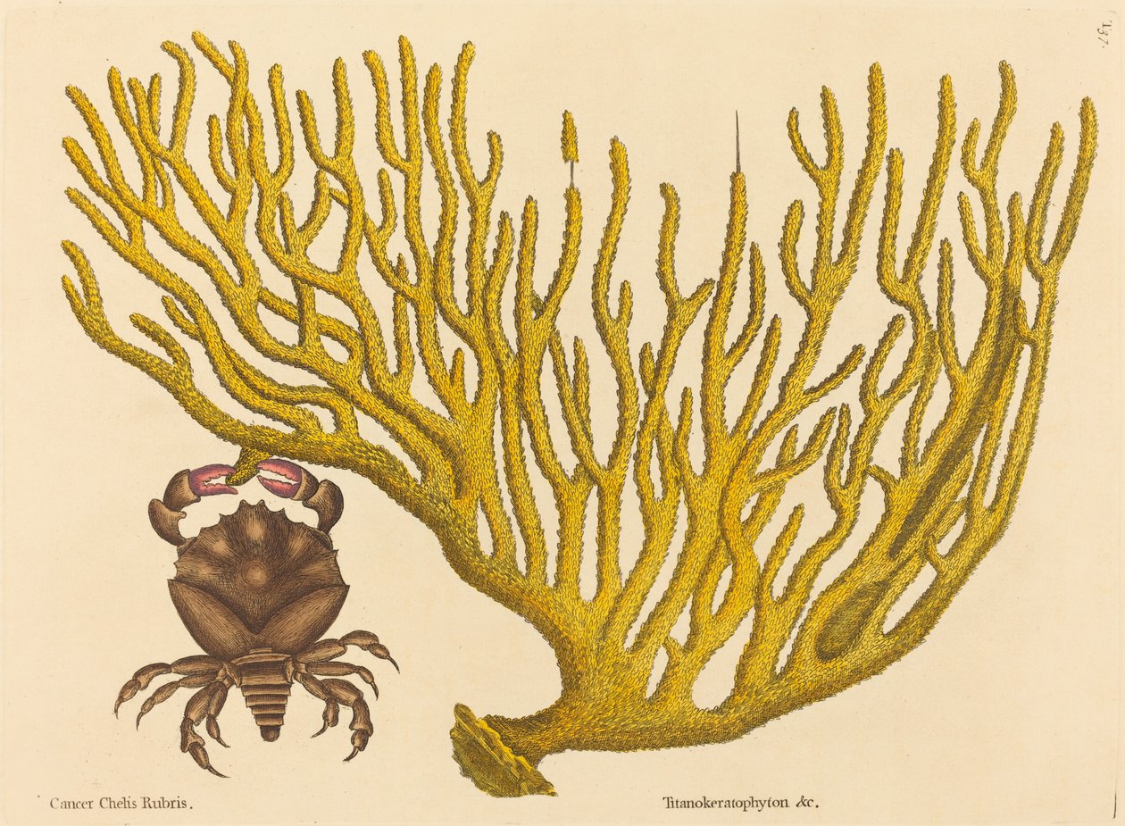 红爪蟹Cancer erythropus，1731-1743年出版。 作者 马克·凯茨比