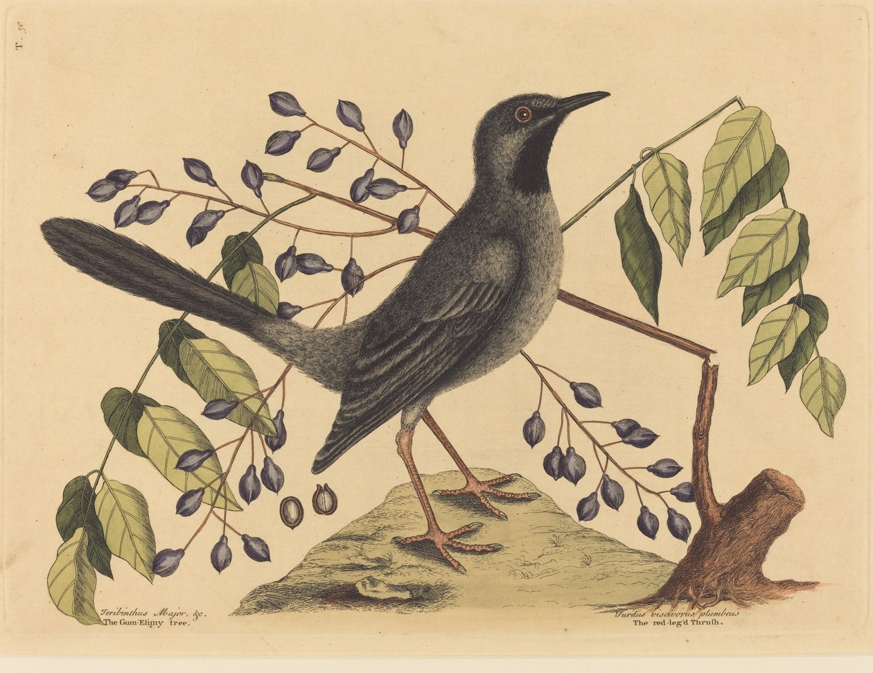 红腿鸫 Turdus plumbeus，1731-1743年出版。 作者 马克·凯茨比