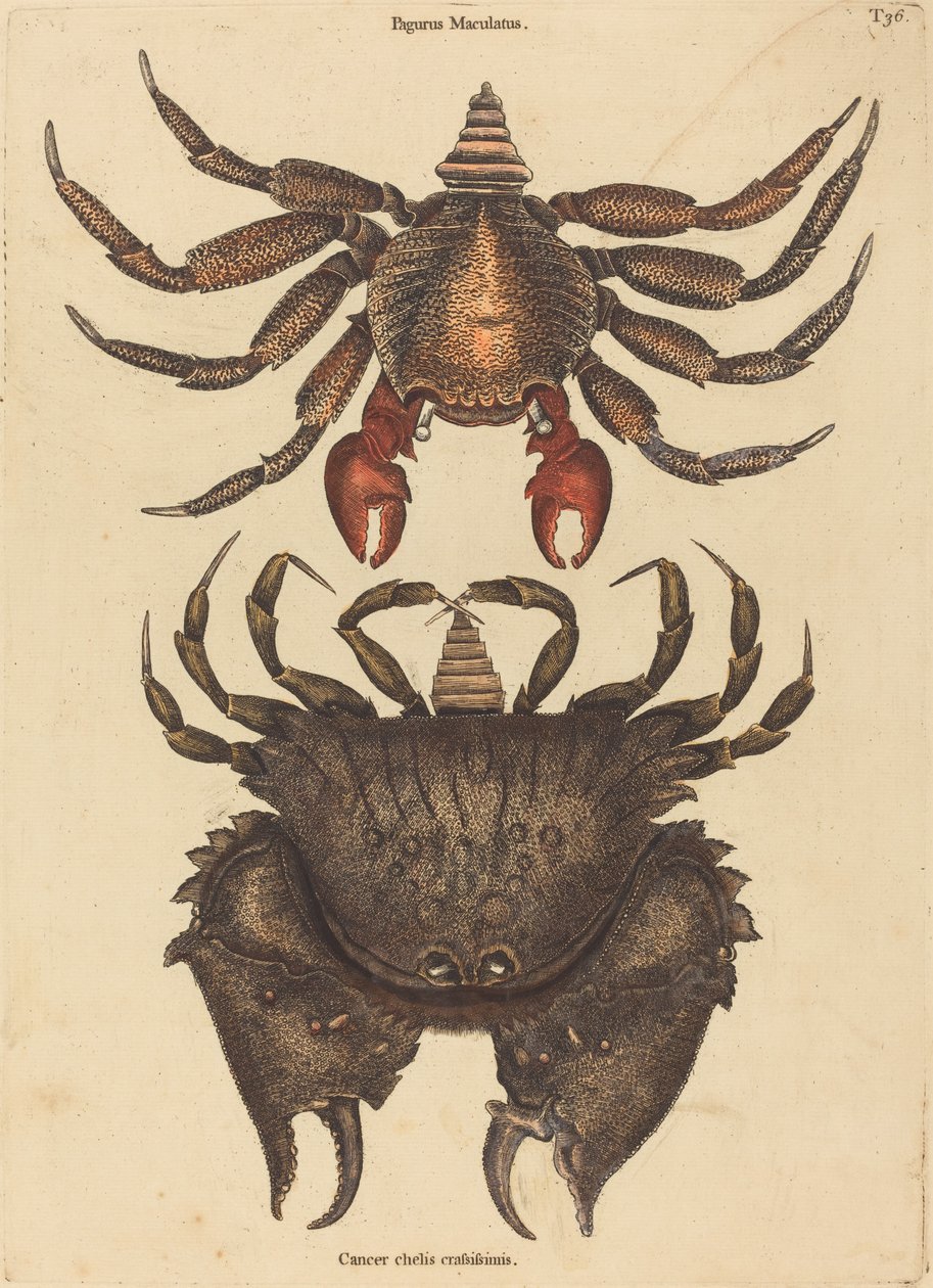 红斑岩蟹（Cancer grapsus） 作者 马克·凯茨比