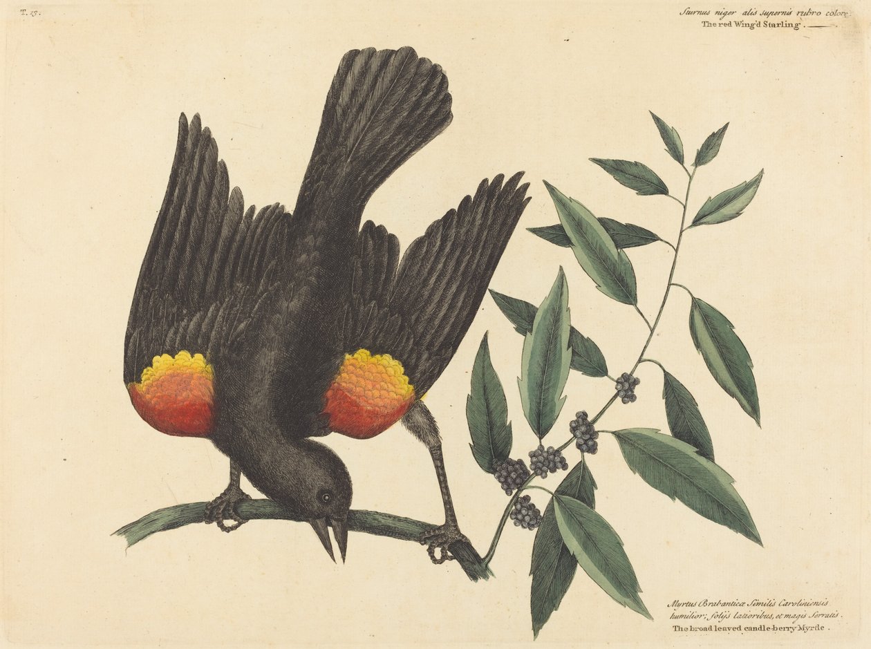 红翅椋鸟 Oriolus phoeniceus，1754年出版。 作者 马克·凯茨比