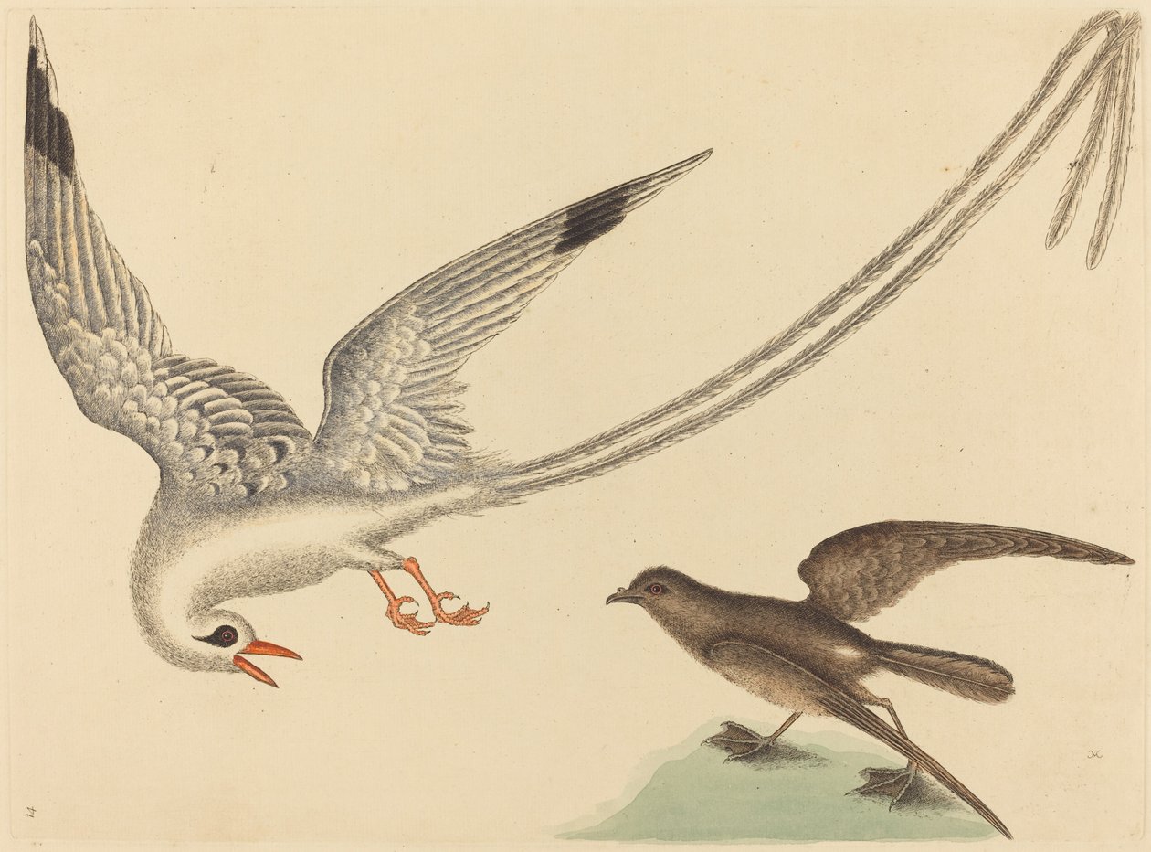 秧鸡（Emberiza oryzivora） 作者 马克·凯茨比