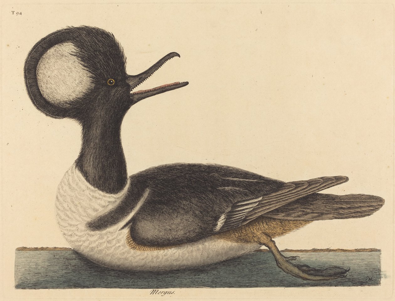 圆顶鸭Mergus cucullatus，1731-1743年出版。 作者 马克·凯茨比