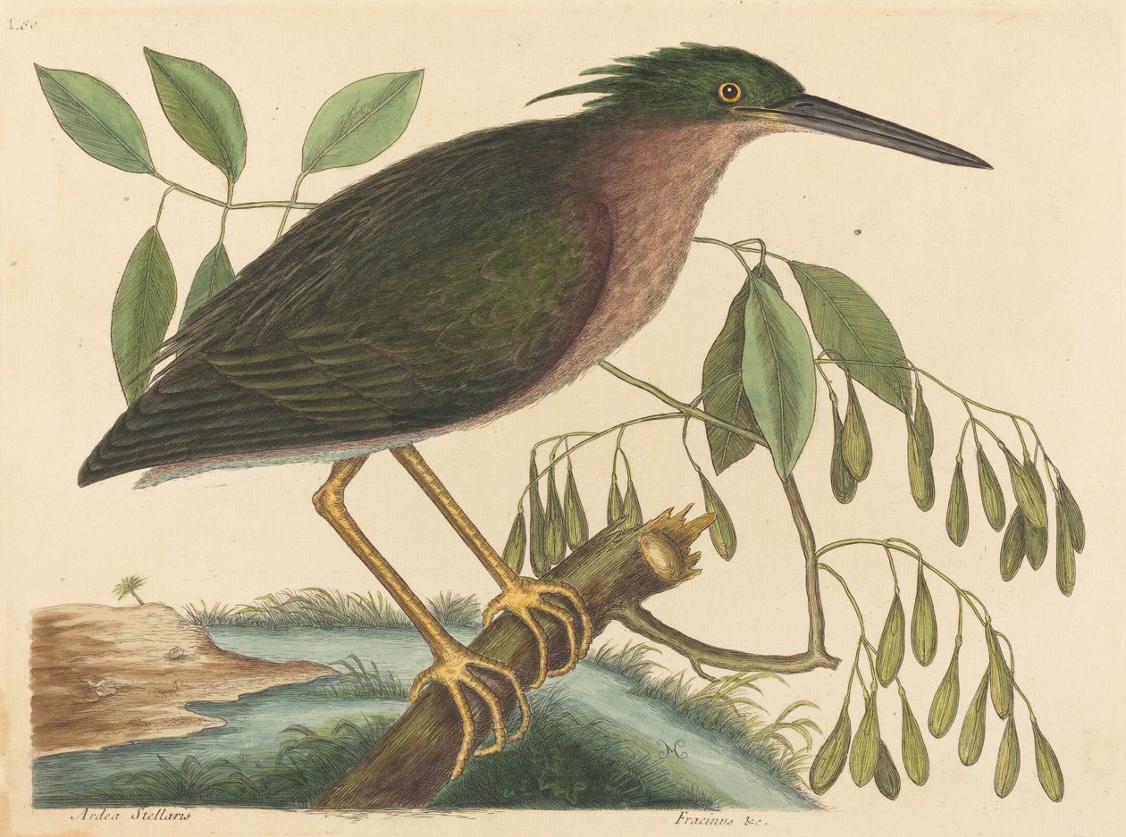小苦艾鸟（Ardea virescens）。 作者 马克·凯茨比
