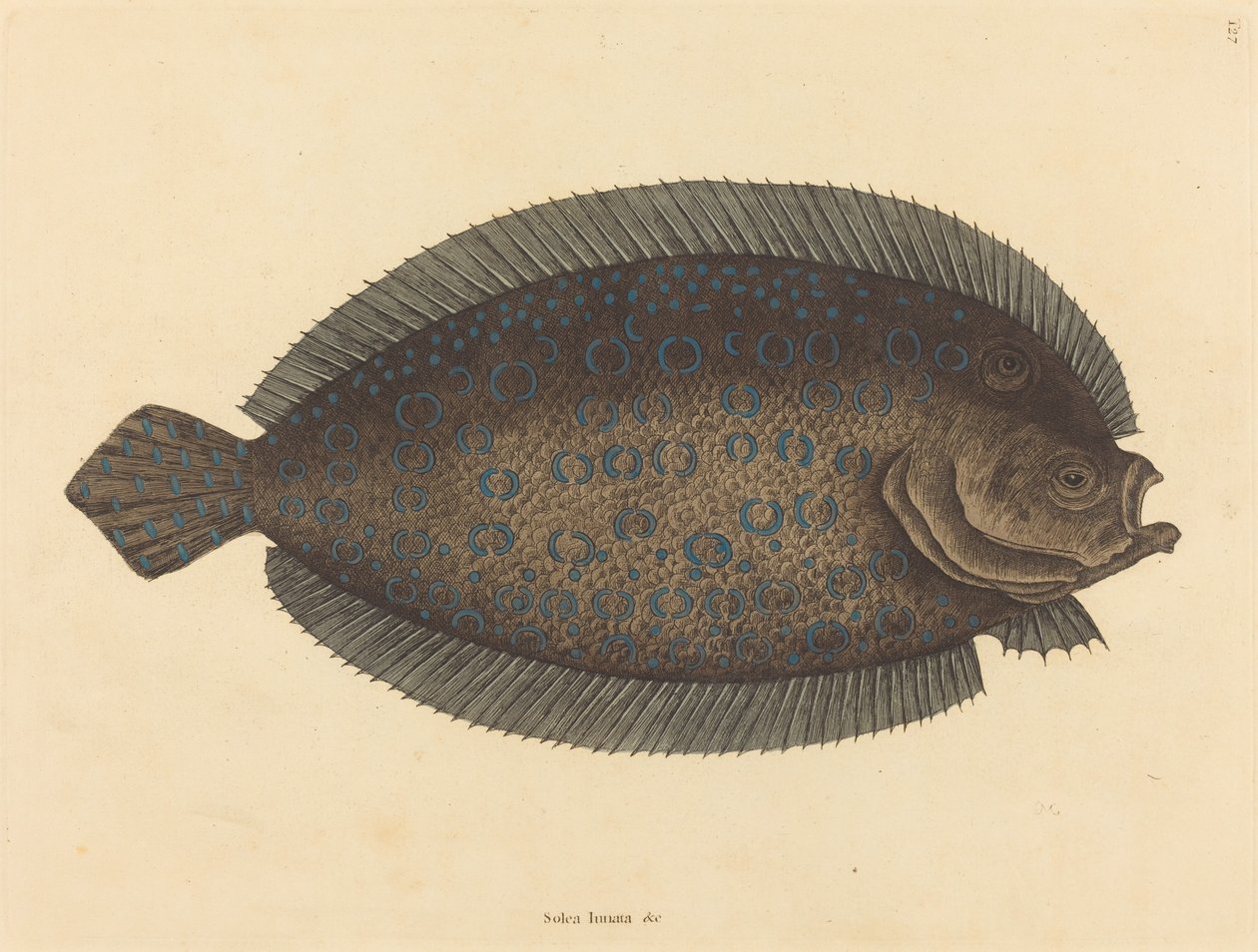 Sole Pleuronectes lunatus，1731-1743年出版。 作者 马克·凯茨比