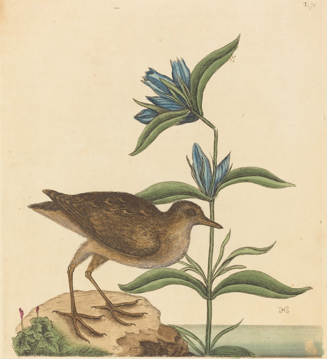 The Soree Rallus Virginianus，1731-1743年出版。 作者 马克·凯茨比