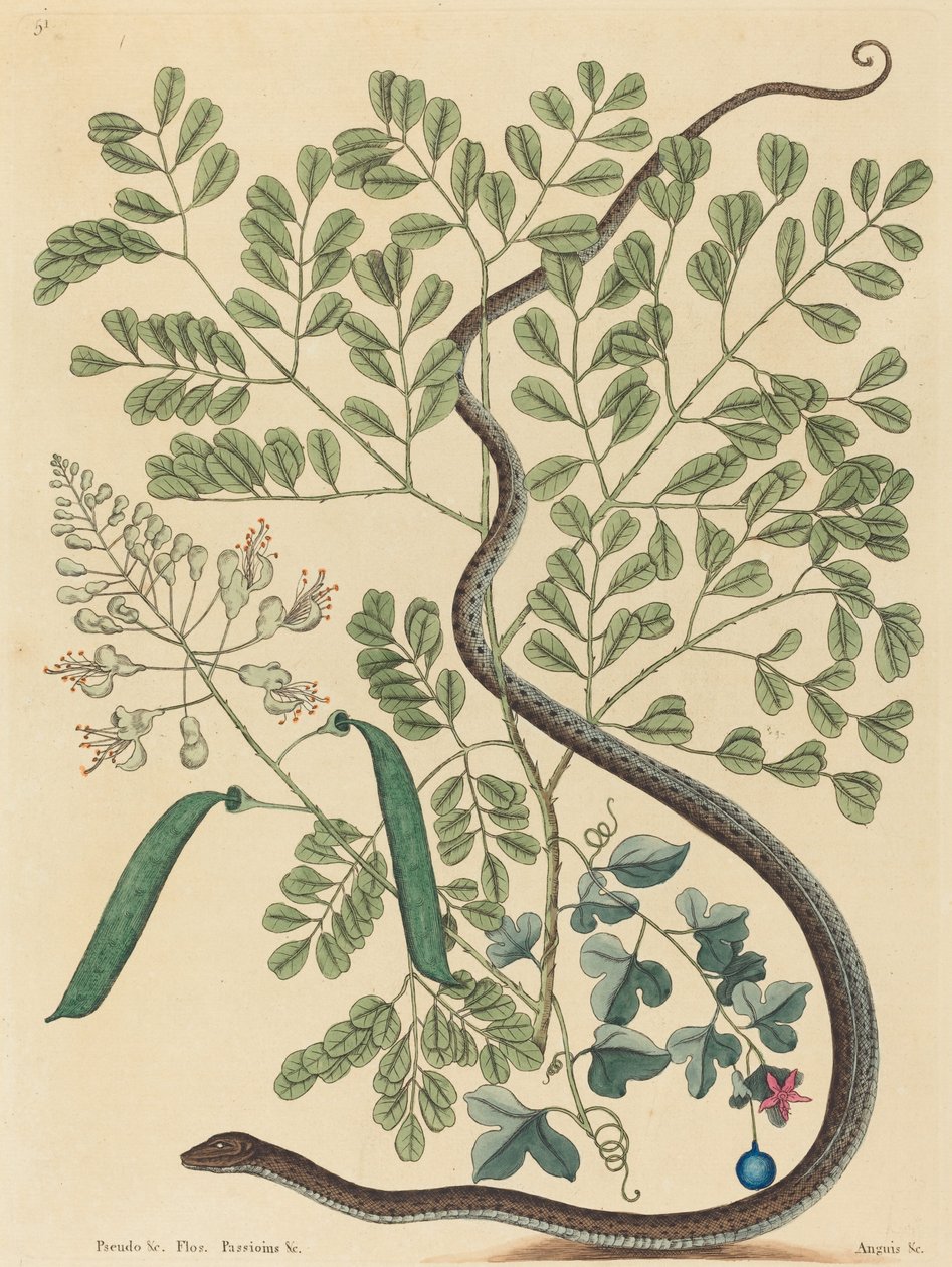 斑纹带蛇Coluber nebulosus，1731-1743年出版。 作者 马克·凯茨比