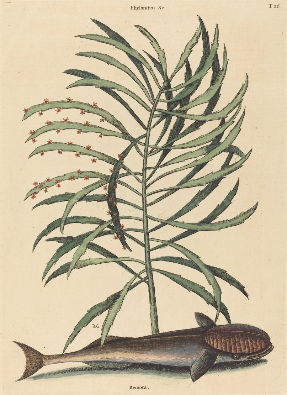 吸吮的鱼 (Echeneis Naucratis) 作者 马克·凯茨比