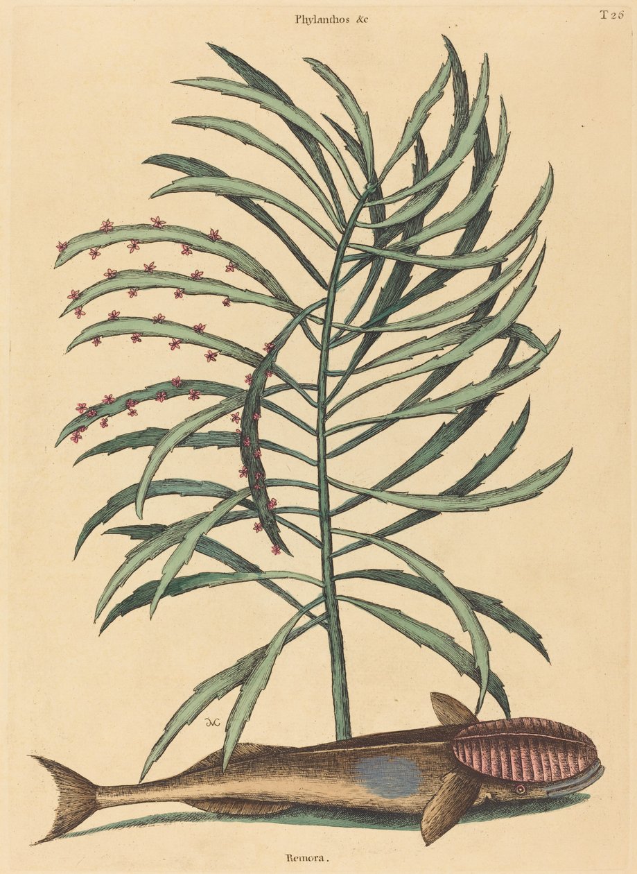 吸血鱼（Echeneis Naucratis） 作者 马克·凯茨比