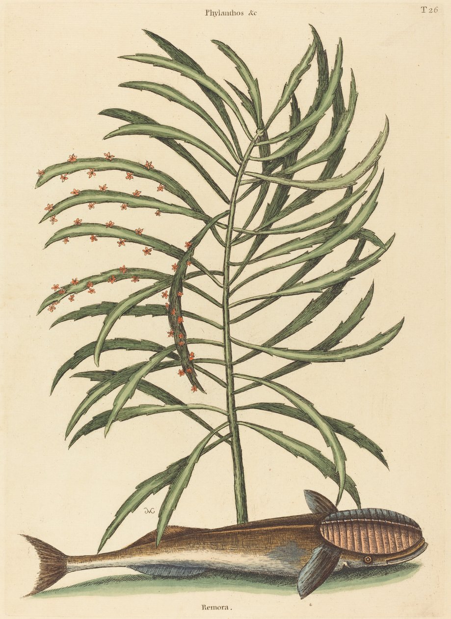吸血鱼Echeneis naucratis，1731-1743年出版。 作者 马克·凯茨比
