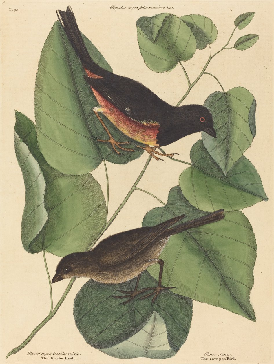 小鸟（Fringilla erythrophthalma）。 作者 马克·凯茨比