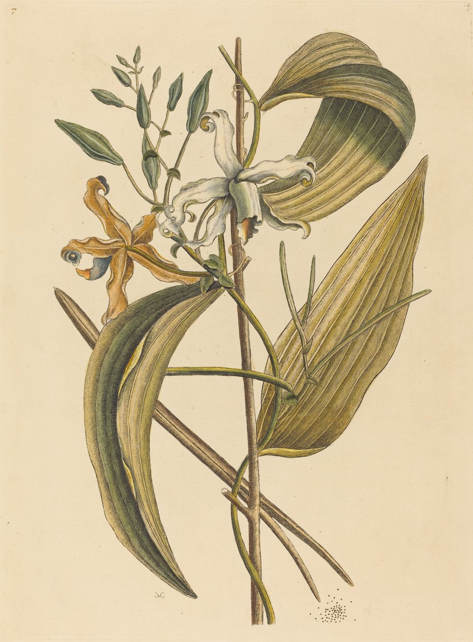 The Vanelloe Epidendrum Vanilla，1731-1743年出版。 作者 马克·凯茨比