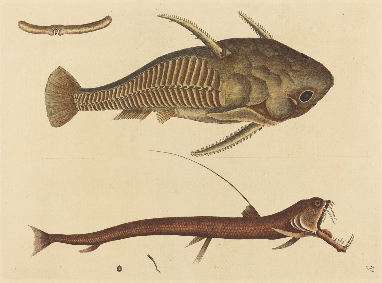 蝰蛇嘴Silurus cataphractus，1731-1743年出版。 作者 马克·凯茨比
