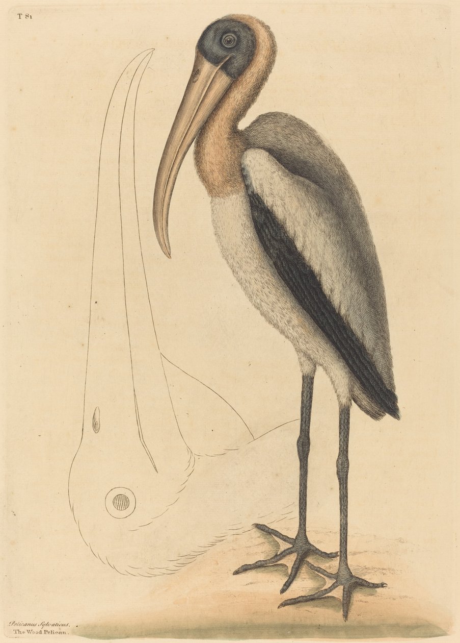 Wood Pelican Tantalus Loculator》，1731-1743年出版。 作者 马克·凯茨比