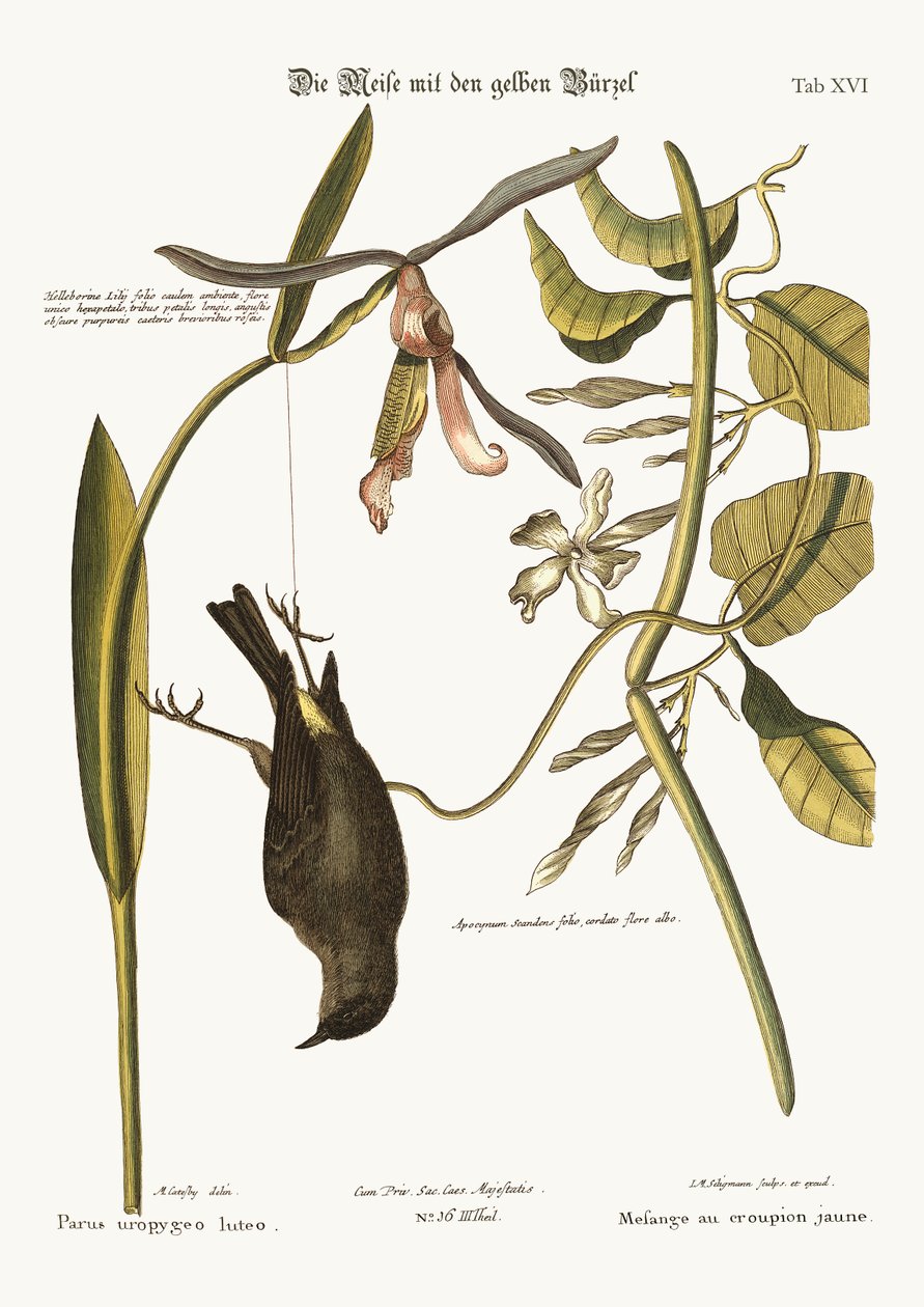The Yellow-Rump，1749-73 作者 马克·凯茨比