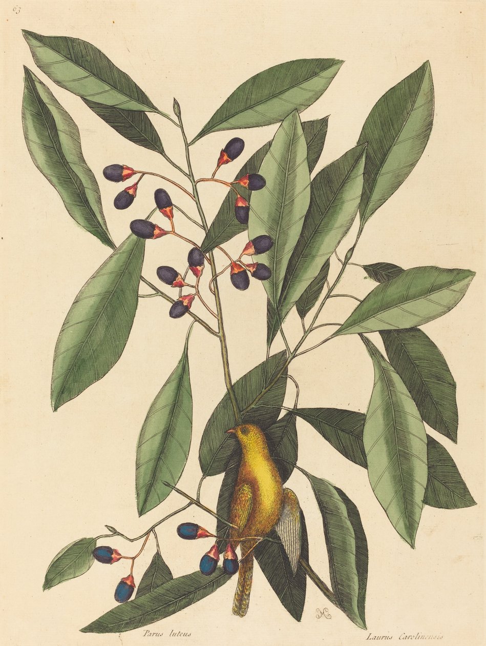 黄山雀(Motacilla trochilus) 作者 马克·凯茨比