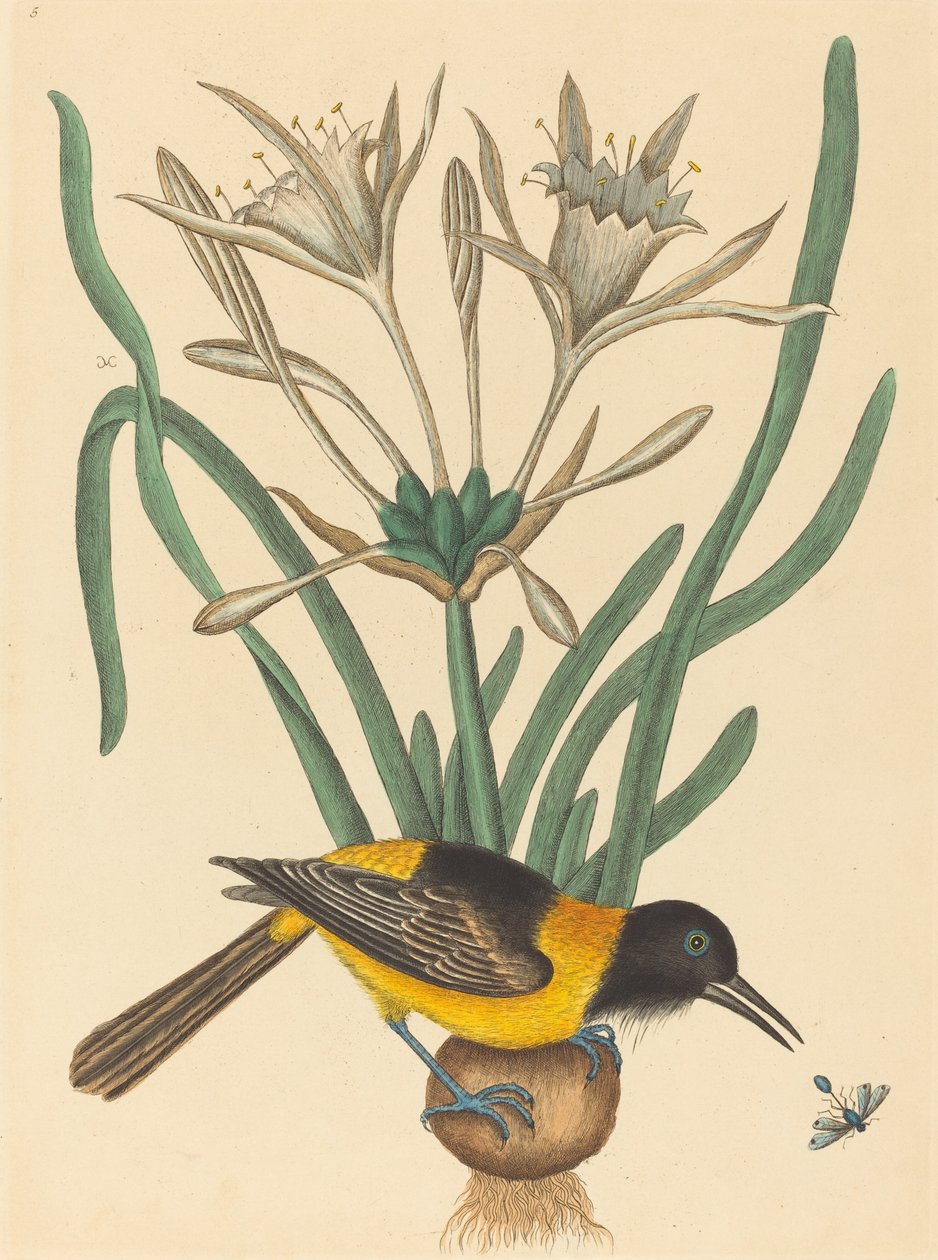 黄黑麦（Oriolus Icterus） 作者 马克·凯茨比